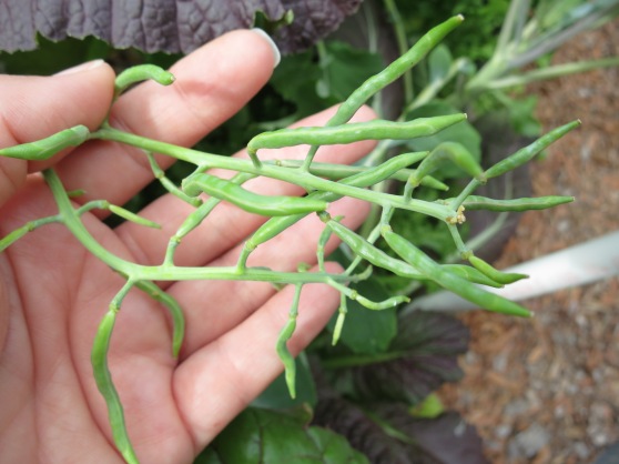 chinese kale seed pods